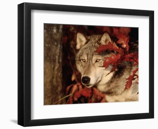 Gray Wolf Peeks Through Leaves, Canis Lupus-Lynn M^ Stone-Framed Photographic Print