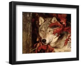Gray Wolf Peeks Through Leaves, Canis Lupus-Lynn M^ Stone-Framed Photographic Print