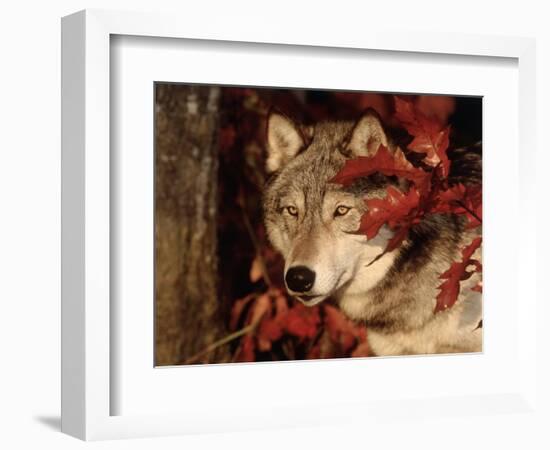 Gray Wolf Peeks Through Leaves, Canis Lupus-Lynn M^ Stone-Framed Photographic Print