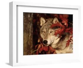 Gray Wolf Peeks Through Leaves, Canis Lupus-Lynn M^ Stone-Framed Photographic Print