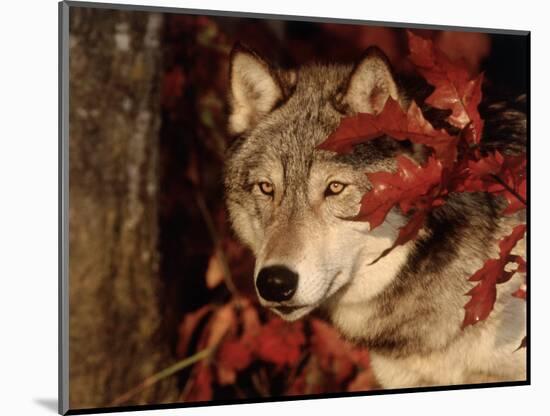 Gray Wolf Peeks Through Leaves, Canis Lupus-Lynn M^ Stone-Mounted Photographic Print