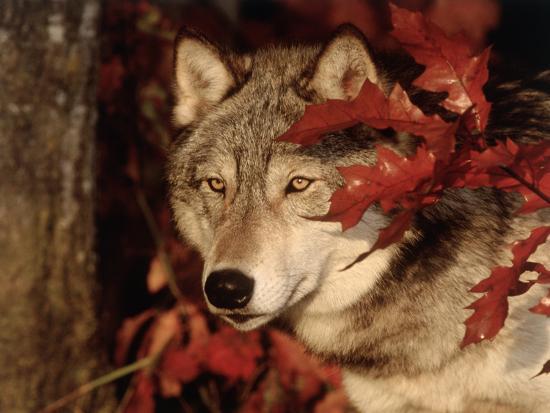 'Gray Wolf Peeks Through Leaves, Canis Lupus' Photographic Print - Lynn ...