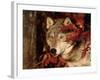 Gray Wolf Peeks Through Leaves, Canis Lupus-Lynn M^ Stone-Framed Photographic Print