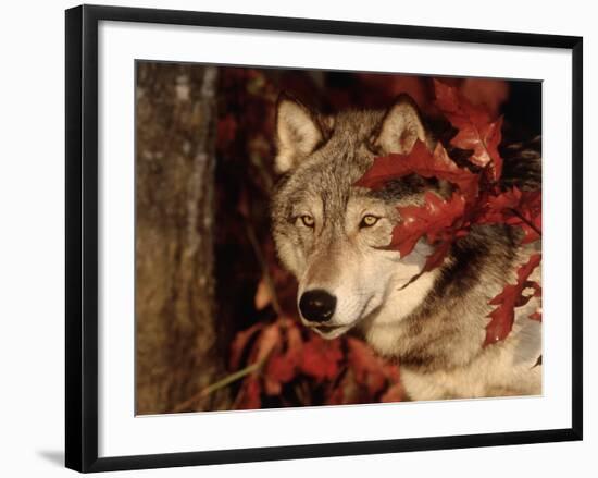 Gray Wolf Peeks Through Leaves, Canis Lupus-Lynn M^ Stone-Framed Photographic Print