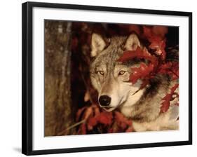 Gray Wolf Peeks Through Leaves, Canis Lupus-Lynn M^ Stone-Framed Photographic Print