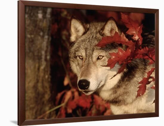 Gray Wolf Peeks Through Leaves, Canis Lupus-Lynn M^ Stone-Framed Photographic Print