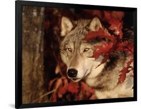 Gray Wolf Peeks Through Leaves, Canis Lupus-Lynn M^ Stone-Framed Photographic Print