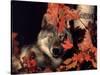 Gray Wolf Peeks Through Leaves, Canis Lupus-Lynn M^ Stone-Stretched Canvas