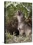 Gray Wolf Pup Howling, in Captivity, Animals of Montana, Bozeman, Montana, USA-James Hager-Stretched Canvas