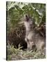 Gray Wolf Pup Howling, in Captivity, Animals of Montana, Bozeman, Montana, USA-James Hager-Stretched Canvas
