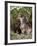 Gray Wolf Pup Howling, in Captivity, Animals of Montana, Bozeman, Montana, USA-James Hager-Framed Photographic Print