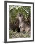 Gray Wolf Pup Howling, in Captivity, Animals of Montana, Bozeman, Montana, USA-James Hager-Framed Photographic Print