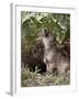 Gray Wolf Pup Howling, in Captivity, Animals of Montana, Bozeman, Montana, USA-James Hager-Framed Photographic Print