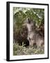 Gray Wolf Pup Howling, in Captivity, Animals of Montana, Bozeman, Montana, USA-James Hager-Framed Photographic Print