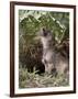 Gray Wolf Pup Howling, in Captivity, Animals of Montana, Bozeman, Montana, USA-James Hager-Framed Photographic Print