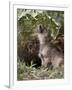 Gray Wolf Pup Howling, in Captivity, Animals of Montana, Bozeman, Montana, USA-James Hager-Framed Photographic Print