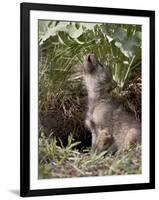 Gray Wolf Pup Howling, in Captivity, Animals of Montana, Bozeman, Montana, USA-James Hager-Framed Photographic Print