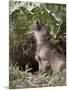 Gray Wolf Pup Howling, in Captivity, Animals of Montana, Bozeman, Montana, USA-James Hager-Mounted Photographic Print