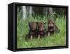 Gray Wolf Pups (Canis Lupus), 27 Days Old, in Captivity, Minnesota, USA-James Hager-Framed Stretched Canvas