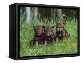 Gray Wolf Pups (Canis Lupus), 27 Days Old, in Captivity, Minnesota, USA-James Hager-Framed Stretched Canvas