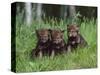 Gray Wolf Pups (Canis Lupus), 27 Days Old, in Captivity, Minnesota, USA-James Hager-Stretched Canvas