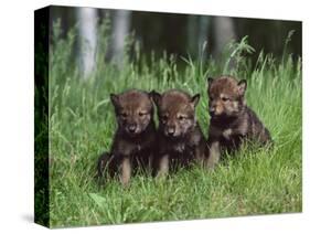 Gray Wolf Pups (Canis Lupus), 27 Days Old, in Captivity, Minnesota, USA-James Hager-Stretched Canvas