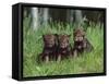 Gray Wolf Pups (Canis Lupus), 27 Days Old, in Captivity, Minnesota, USA-James Hager-Framed Stretched Canvas