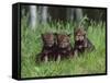 Gray Wolf Pups (Canis Lupus), 27 Days Old, in Captivity, Minnesota, USA-James Hager-Framed Stretched Canvas