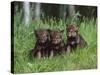 Gray Wolf Pups (Canis Lupus), 27 Days Old, in Captivity, Minnesota, USA-James Hager-Stretched Canvas