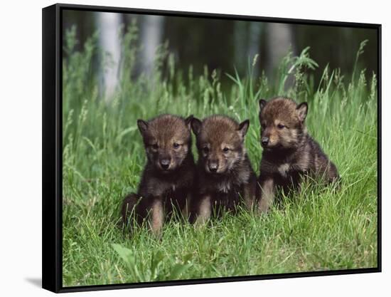 Gray Wolf Pups (Canis Lupus), 27 Days Old, in Captivity, Minnesota, USA-James Hager-Framed Stretched Canvas