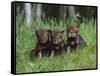 Gray Wolf Pups (Canis Lupus), 27 Days Old, in Captivity, Minnesota, USA-James Hager-Framed Stretched Canvas