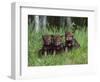 Gray Wolf Pups (Canis Lupus), 27 Days Old, in Captivity, Minnesota, USA-James Hager-Framed Photographic Print