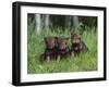 Gray Wolf Pups (Canis Lupus), 27 Days Old, in Captivity, Minnesota, USA-James Hager-Framed Photographic Print