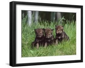 Gray Wolf Pups (Canis Lupus), 27 Days Old, in Captivity, Minnesota, USA-James Hager-Framed Photographic Print