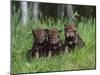 Gray Wolf Pups (Canis Lupus), 27 Days Old, in Captivity, Minnesota, USA-James Hager-Mounted Photographic Print