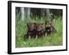 Gray Wolf Pups (Canis Lupus), 27 Days Old, in Captivity, Minnesota, USA-James Hager-Framed Photographic Print