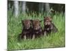 Gray Wolf Pups (Canis Lupus), 27 Days Old, in Captivity, Minnesota, USA-James Hager-Mounted Photographic Print