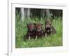 Gray Wolf Pups (Canis Lupus), 27 Days Old, in Captivity, Minnesota, USA-James Hager-Framed Photographic Print