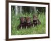 Gray Wolf Pups (Canis Lupus), 27 Days Old, in Captivity, Minnesota, USA-James Hager-Framed Photographic Print