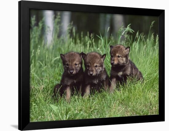 Gray Wolf Pups (Canis Lupus), 27 Days Old, in Captivity, Minnesota, USA-James Hager-Framed Photographic Print