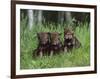 Gray Wolf Pups (Canis Lupus), 27 Days Old, in Captivity, Minnesota, USA-James Hager-Framed Photographic Print