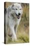 Gray Wolf Running in a Fall Drizzle, Canis Lupus, West Yellowstone, Montana-Maresa Pryor-Stretched Canvas