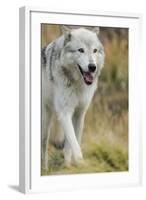 Gray Wolf Running in a Fall Drizzle, Canis Lupus, West Yellowstone, Montana-Maresa Pryor-Framed Photographic Print