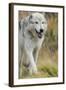 Gray Wolf Running in a Fall Drizzle, Canis Lupus, West Yellowstone, Montana-Maresa Pryor-Framed Photographic Print