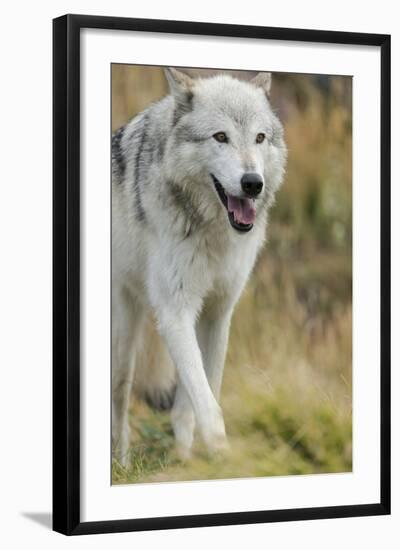 Gray Wolf Running in a Fall Drizzle, Canis Lupus, West Yellowstone, Montana-Maresa Pryor-Framed Photographic Print