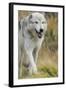 Gray Wolf Running in a Fall Drizzle, Canis Lupus, West Yellowstone, Montana-Maresa Pryor-Framed Photographic Print