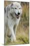 Gray Wolf Running in a Fall Drizzle, Canis Lupus, West Yellowstone, Montana-Maresa Pryor-Mounted Photographic Print