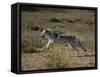Gray Wolf Running in Meadow-DLILLC-Framed Stretched Canvas