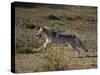 Gray Wolf Running in Meadow-DLILLC-Stretched Canvas