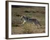 Gray Wolf Running in Meadow-DLILLC-Framed Photographic Print